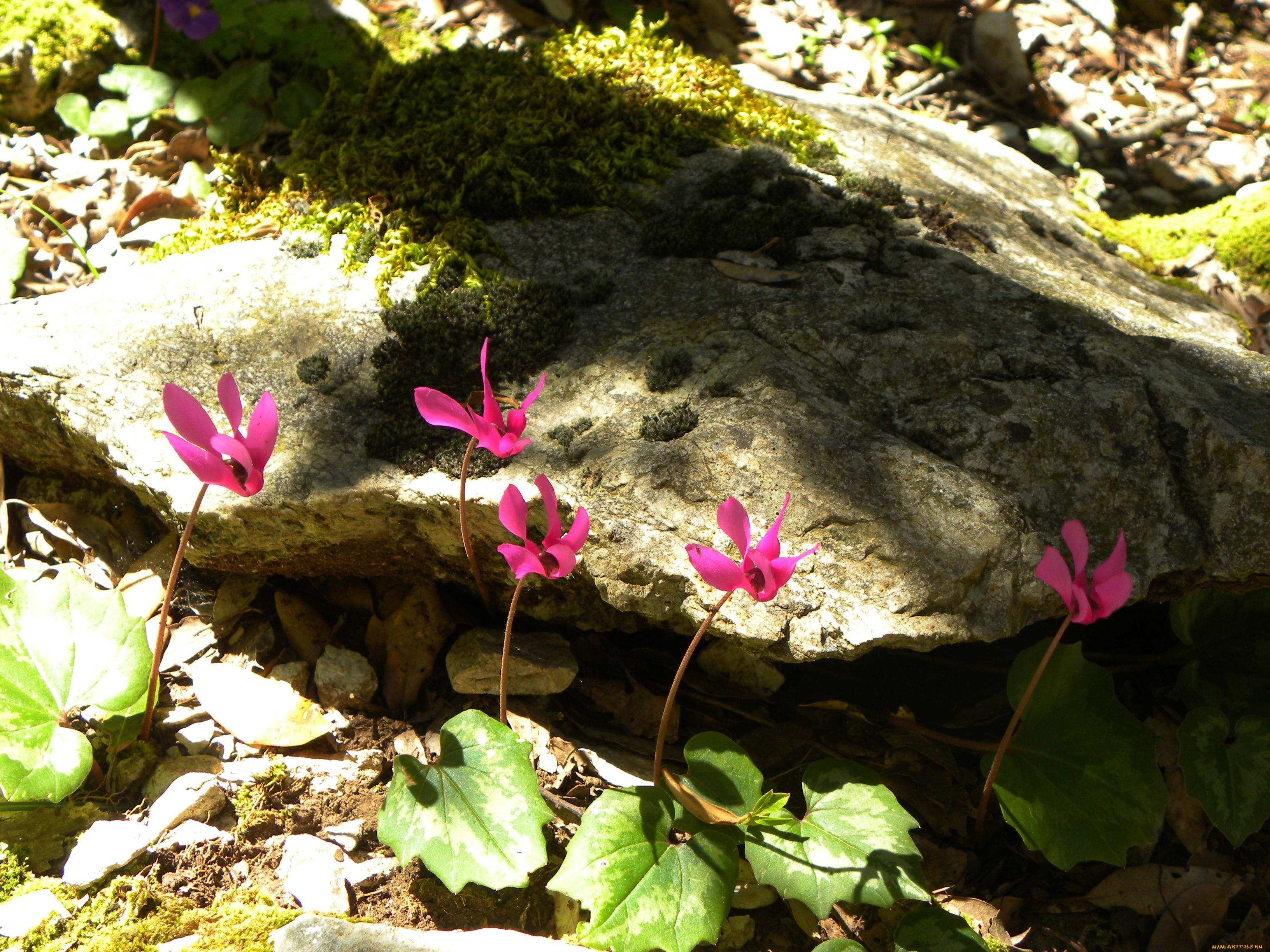 , , cyclamen